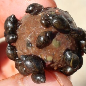 Royal Marine Freezer Boilies