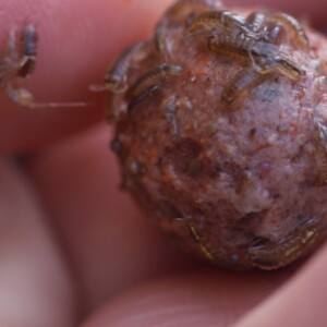 Baitworks - Carp Fishing, Carp Boilies & Carp Bait