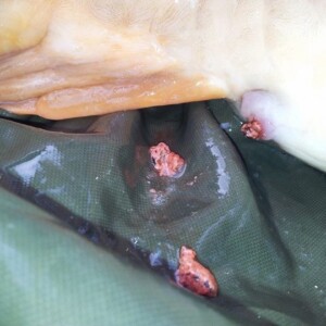 Baitworks - Carp Fishing, Carp Boilies & Carp Bait