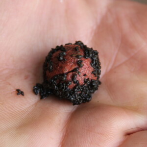 Baitworks - Carp Fishing, Carp Boilies & Carp Bait