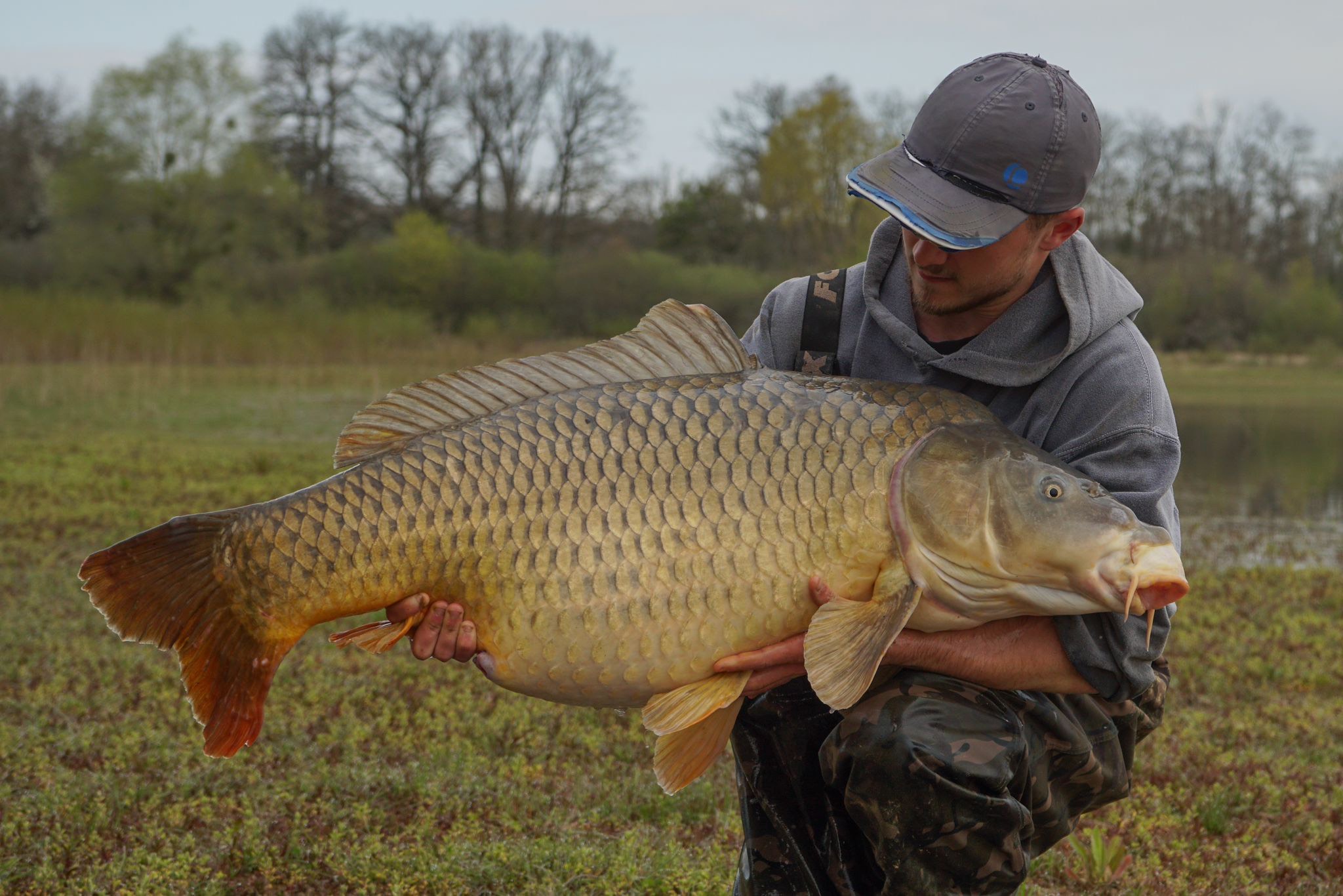 Otto Reade – Oak Carp