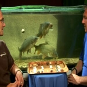 Baitworks Atlantic Heat Tank Test