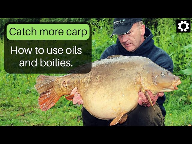 How to use Oils with Boilies