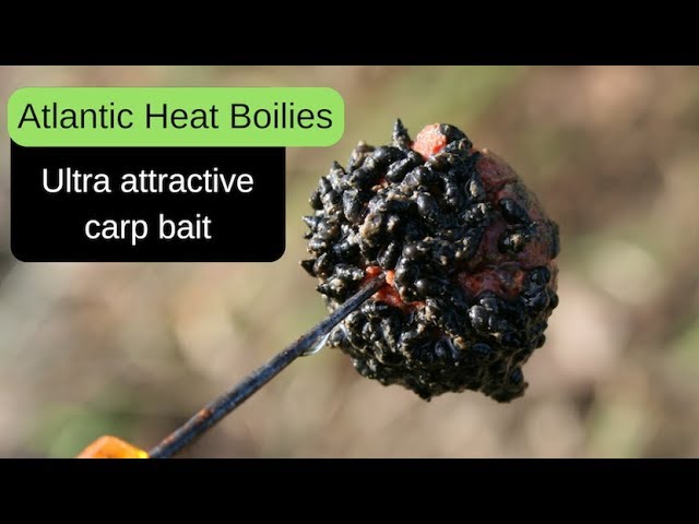 Atlantic Heat Freezer Baits